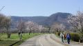 Mandelblütenfest im Frühling